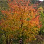 West Virginia online casino bonus